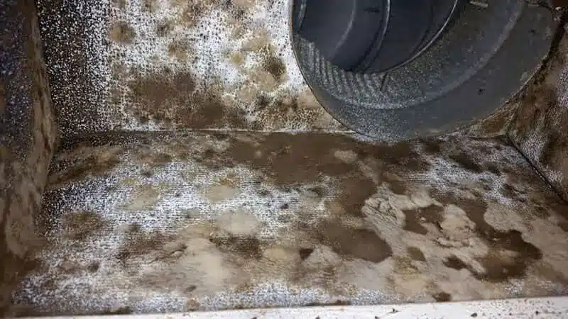 black and brown mold in air ducts