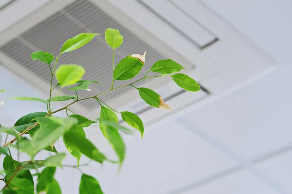 improve indoor air quality with plants
